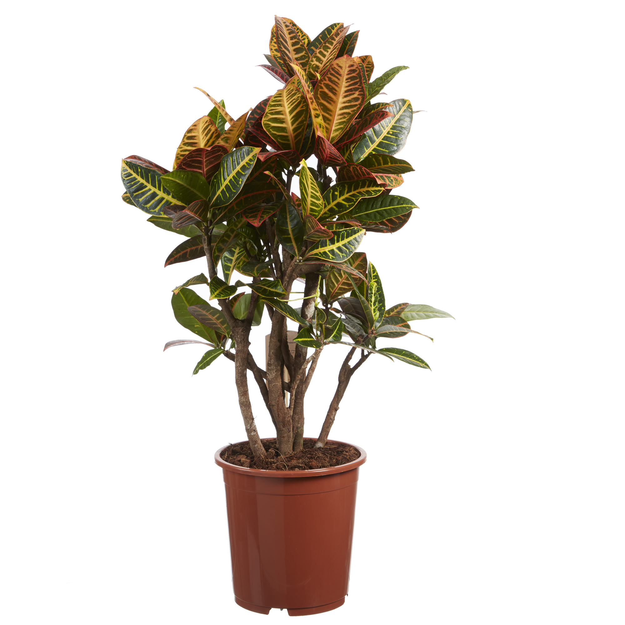 Dagaanbieding - Codiaeum Petra Croton dagelijkse koopjes